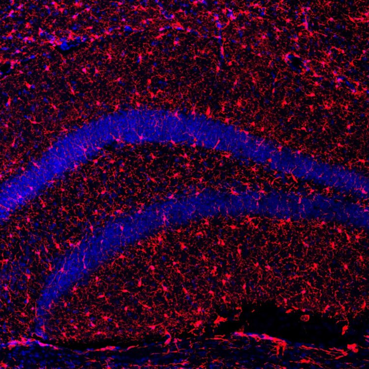 Imagen con microscopía de células microgliales (parte del sistema inmune del cerebro, en rojo) del hipocampo de los ratones tratados con s-KL. El tratamiento aumentó el número de estas células, mejorando su actividad fagocítica, que habitualmente se ve deteriorada durante el envejecimiento cerebral. EFE/Crédito:UAB