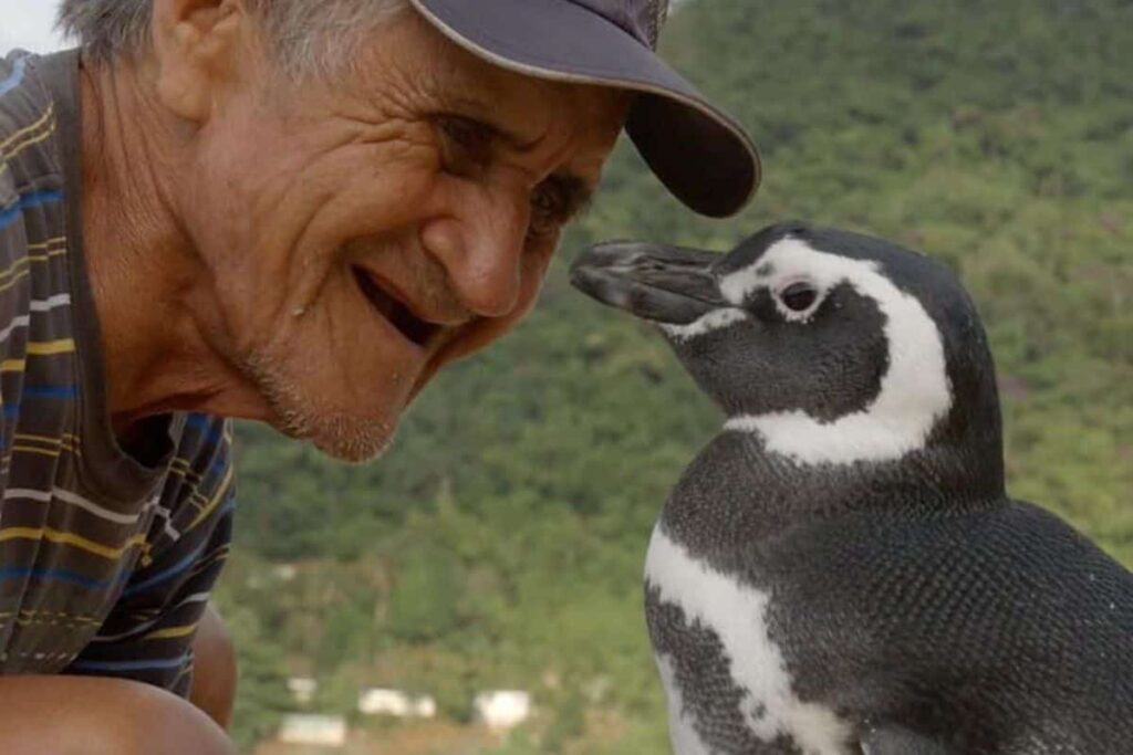 th Dindim: el pingüino que nada 8.000 km cada año para visitar al hombre que lo salvó