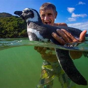 th Dindim: el pingüino que nada 8.000 km cada año para visitar al hombre que lo salvó